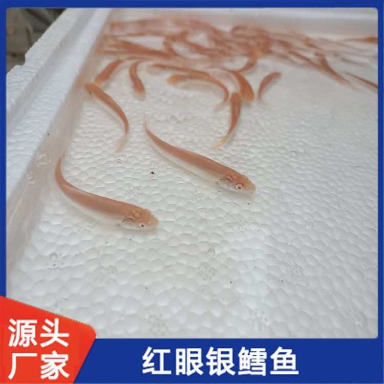 有哪些容易養的觀賞魚推薦？