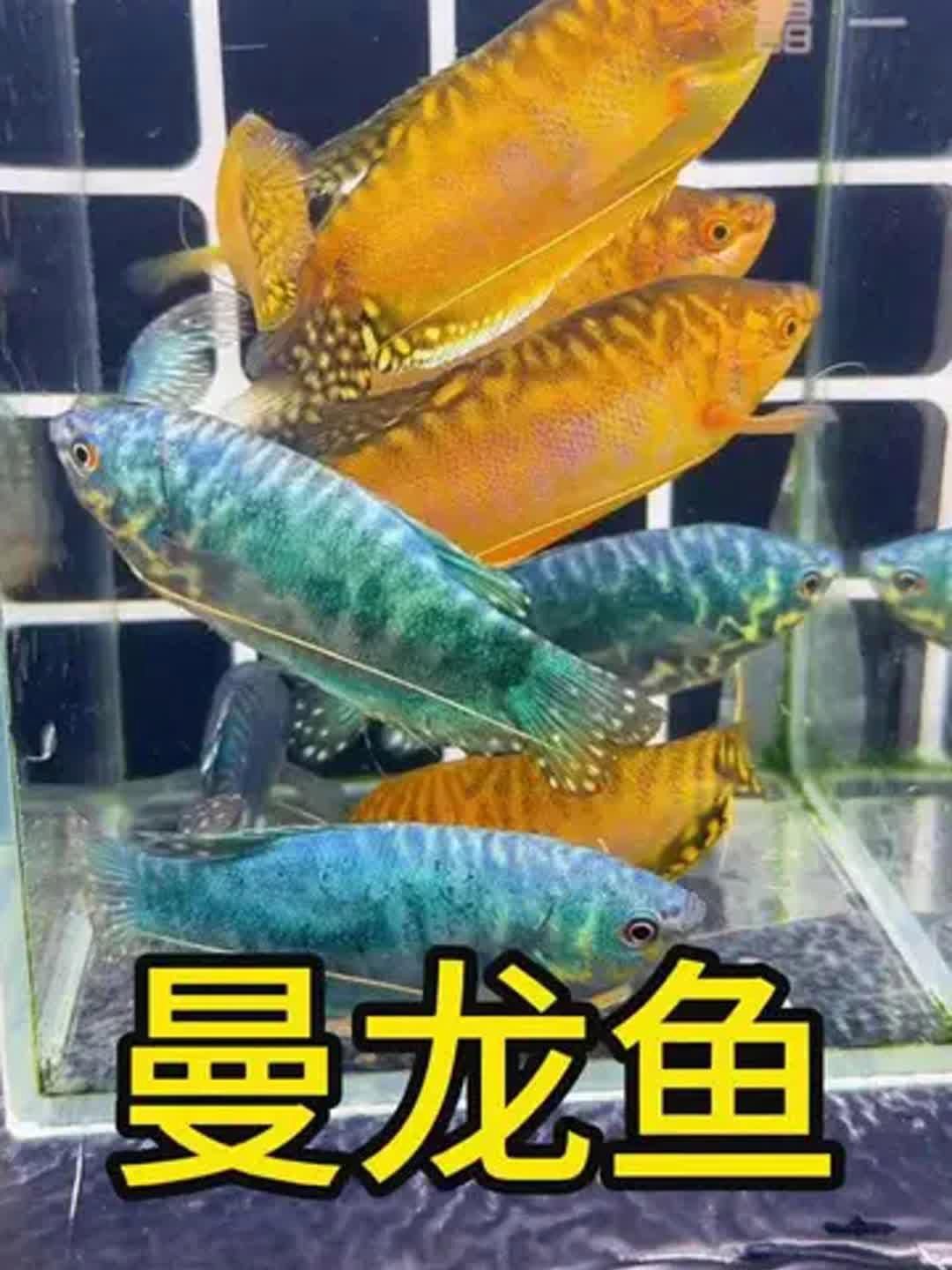 有哪些容易養的觀賞魚推薦？