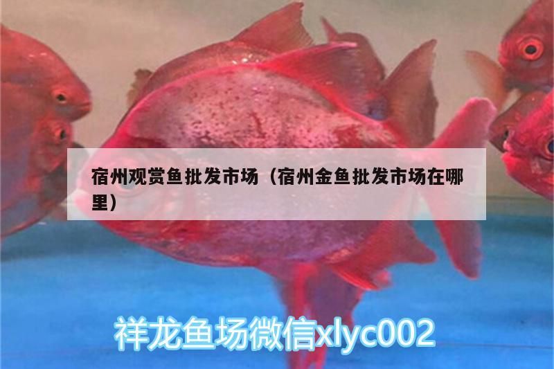 宿州觀賞魚批發市場（宿州金魚批發市場在哪里）