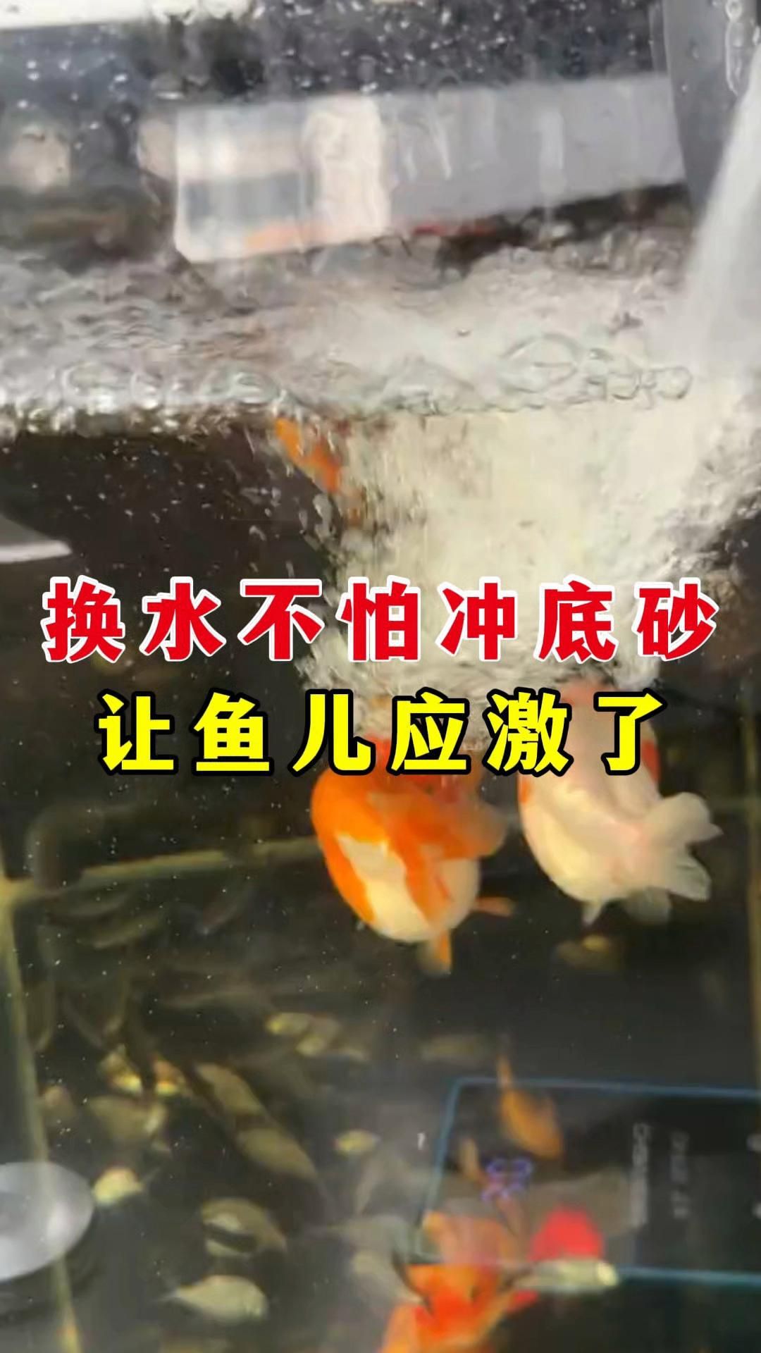換水時如何避免龍魚應激？