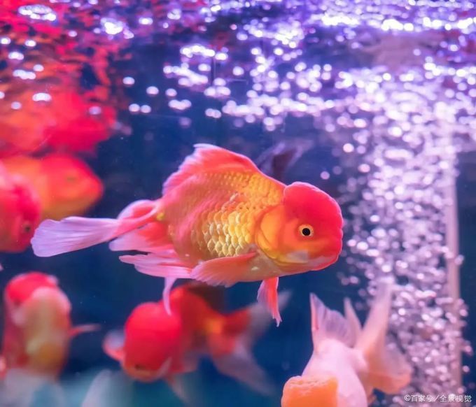 有哪些方法可以增加魚缸中的溶氧量？