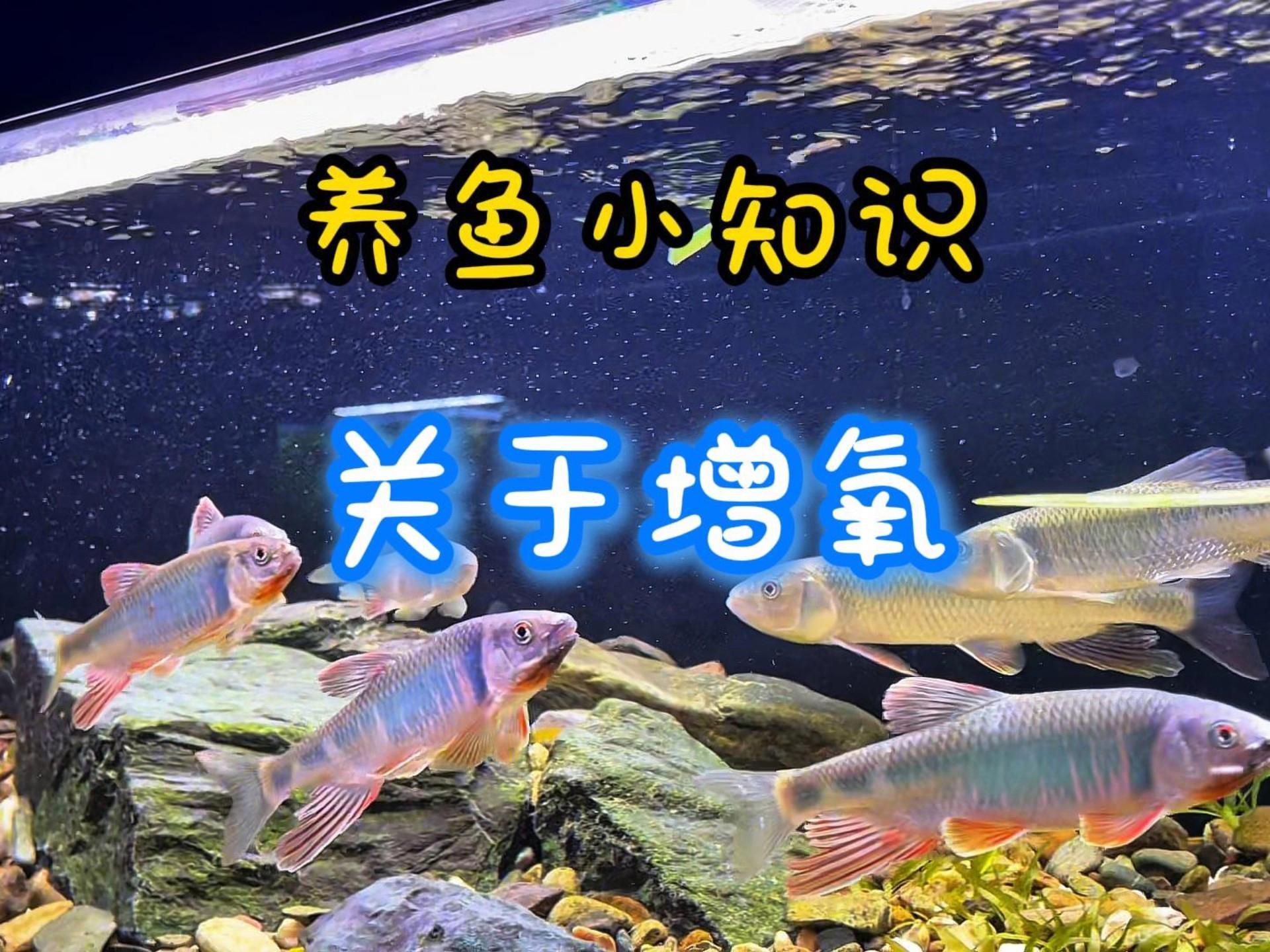 有哪些方法可以增加魚缸中的溶氧量？
