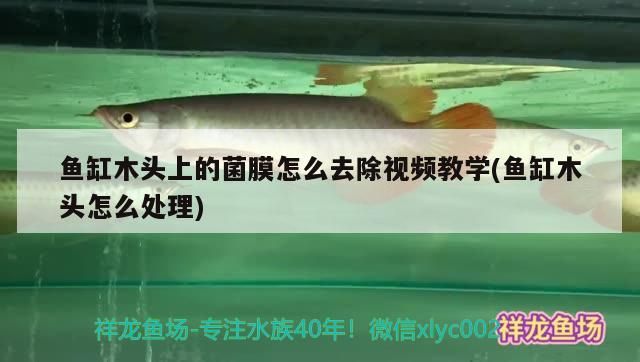 魚缸木頭上的菌膜怎么去除視頻教學(魚缸木頭怎么處理)