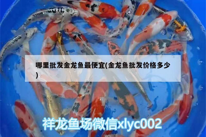 哪里批發金龍魚最便宜(金龍魚批發價格多少)