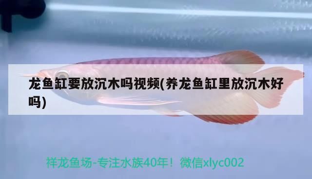 龍魚缸要放沉木嗎視頻(養龍魚缸里放沉木好嗎)