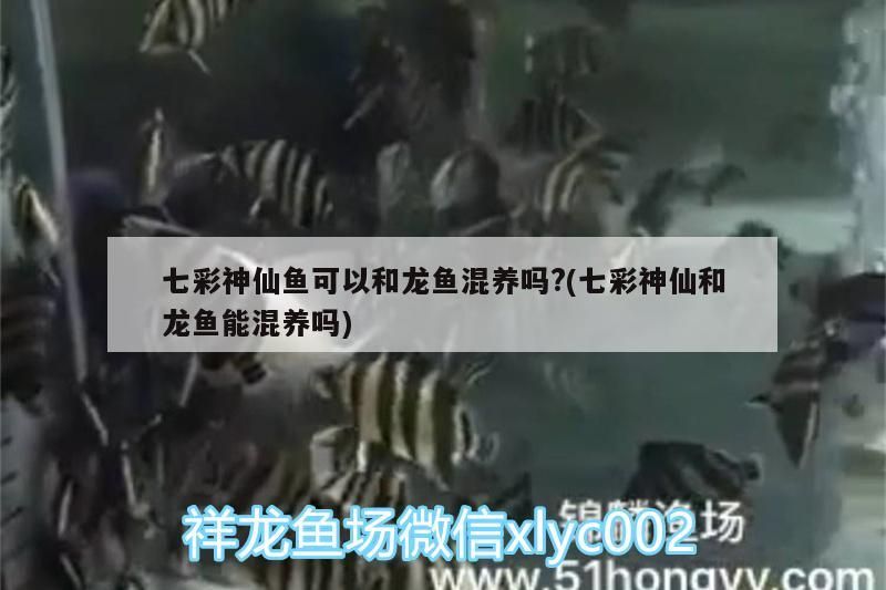 七彩神仙魚可以和龍魚混養嗎?(七彩神仙和龍魚能混養嗎)