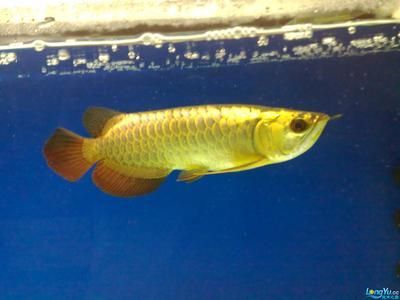 廣州本地觀賞魚市場：廣州國內最大觀賞魚市場