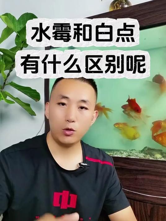 如何區(qū)分龍魚的水霉病和白點病？