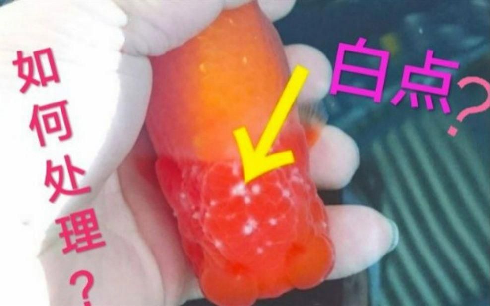 魚(yú)頭上長(zhǎng)瘤是遺傳因素還是環(huán)境因素？