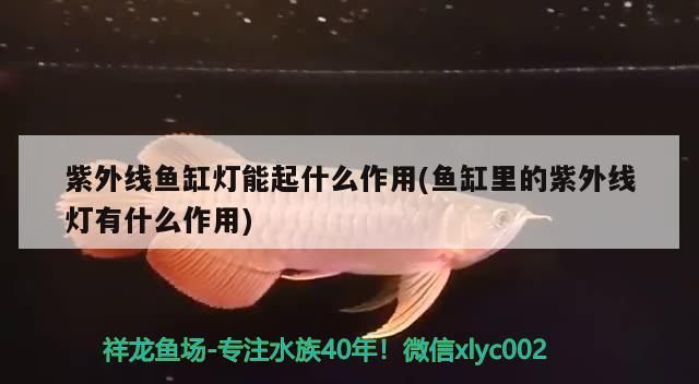 鸚鵡魚和銀龍魚混養怎樣喂食 紫外線魚缸燈能起什么作用(魚缸里的紫外線燈有什么作用) 觀賞魚百科 紫外線魚缸燈能起什么作用(魚缸里的紫外線燈有什么作用) 紫外線魚缸燈能起什么作用(魚缸里的紫外線燈有什么作用) 觀賞魚百科