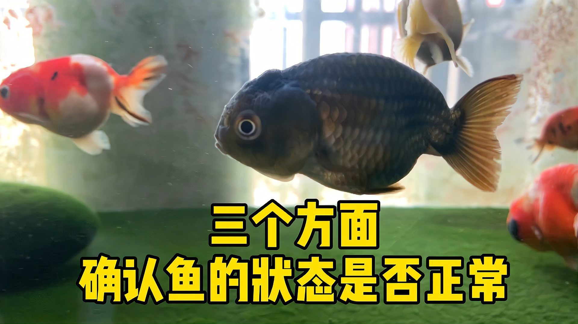 關(guān)于40厘米魚缸養(yǎng)多少的知識，40厘米魚缸養(yǎng)多少和40厘米魚缸養(yǎng)多少條魚缸養(yǎng)多少條魚