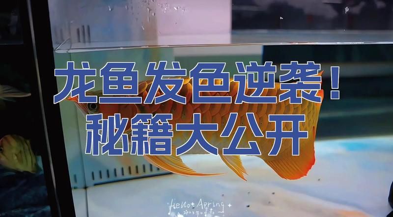 給我一些龍魚發色的注意事項 給我一些龍魚發色的注意事項 龍魚百科 第1張