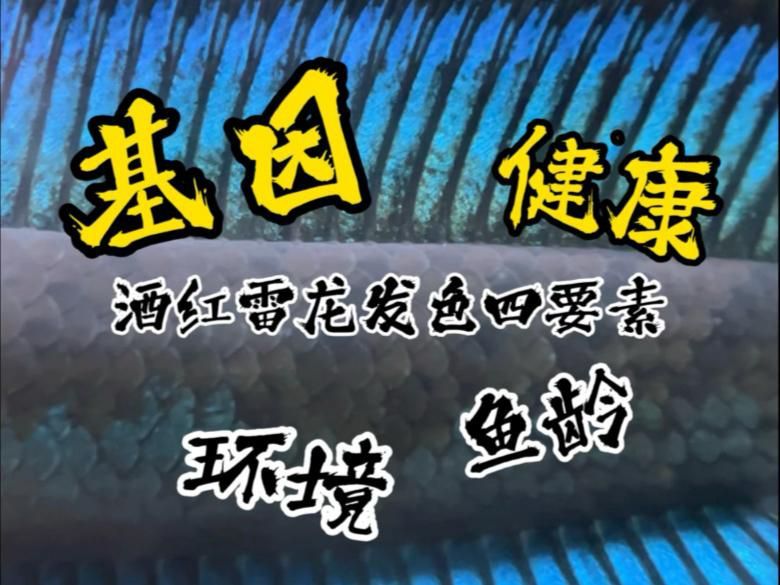 給我一些龍魚發色的注意事項 給我一些龍魚發色的注意事項 龍魚百科 第5張