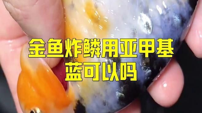 亞甲基藍對炸鱗有效嗎