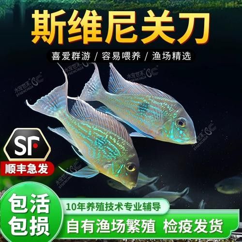 白子關(guān)刀魚(yú)品牌