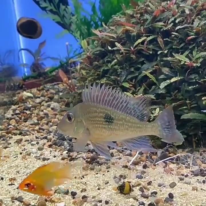 白子關(guān)刀魚品牌
