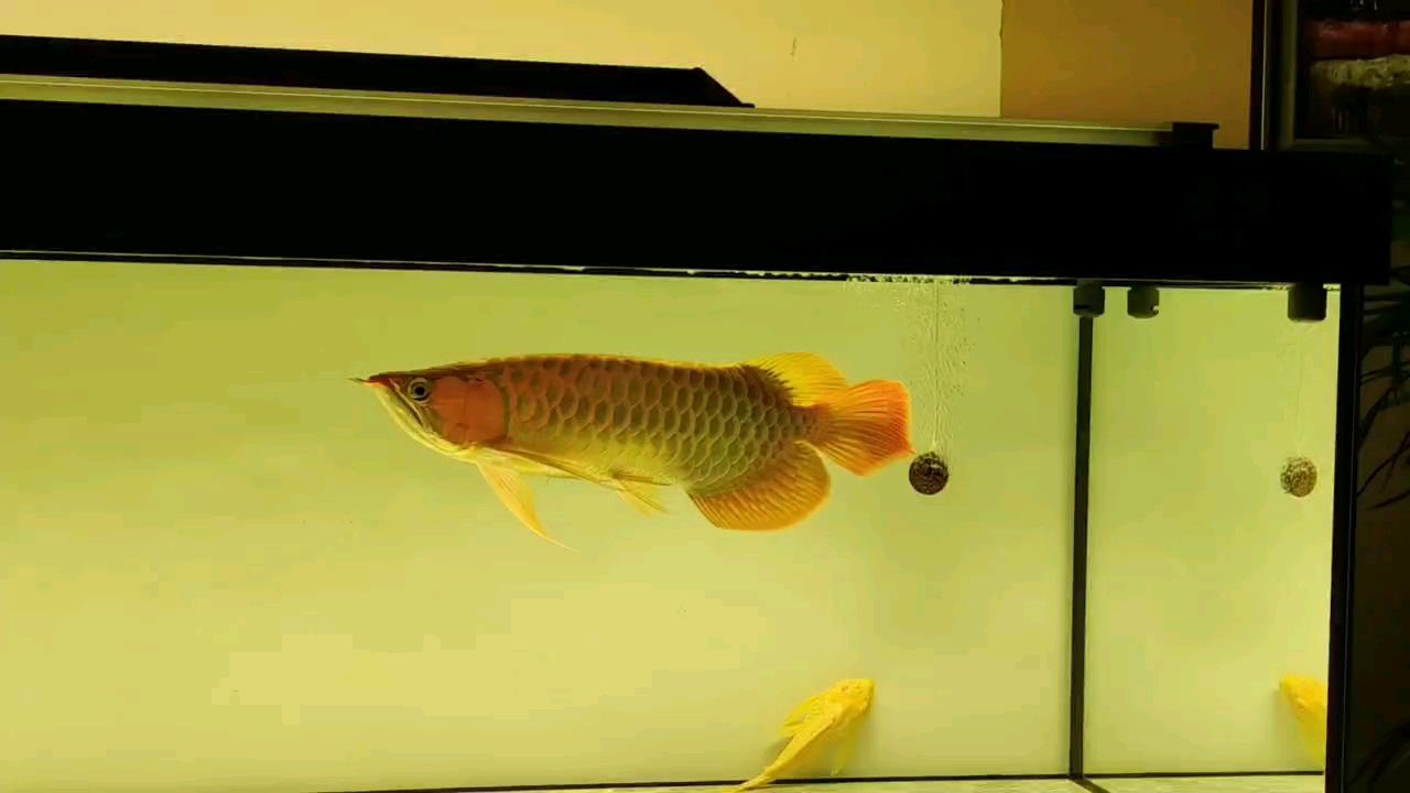 天冷也沒怎么上色啊 天冷也沒怎么上色啊 龍魚論壇