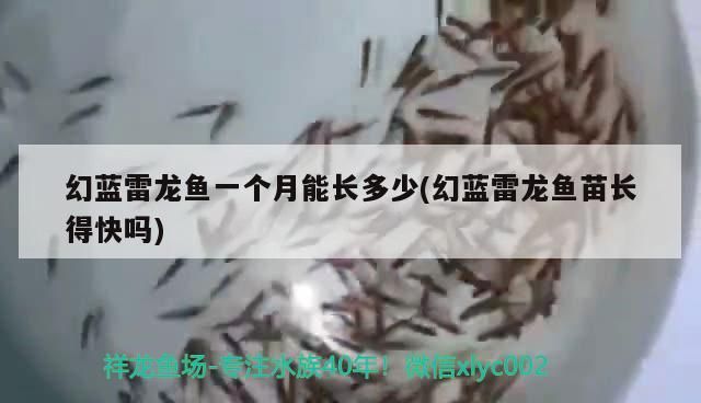 龍魚肛門紅腫怎么治療（投資大黃魚苗養殖賺錢嗎）