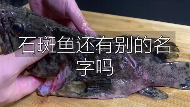 橫鉆魚又名什么魚 橫鉆魚又名什么魚 觀賞魚百科 第1張