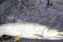 橫鉆魚又名什么魚 橫鉆魚又名什么魚 觀賞魚百科 第3張