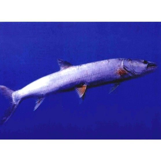 橫鉆魚又名什么魚 橫鉆魚又名什么魚 觀賞魚百科 第2張