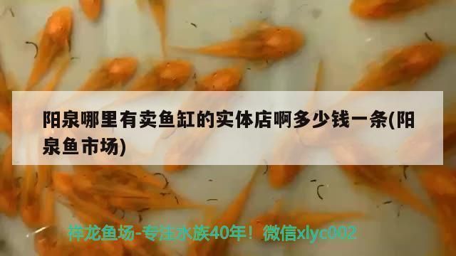 陽(yáng)泉魚(yú)缸批發(fā)市場(chǎng)：陽(yáng)泉市魚(yú)缸批發(fā)市場(chǎng)地址，魚(yú)缸批發(fā)市場(chǎng)價(jià)格對(duì)比