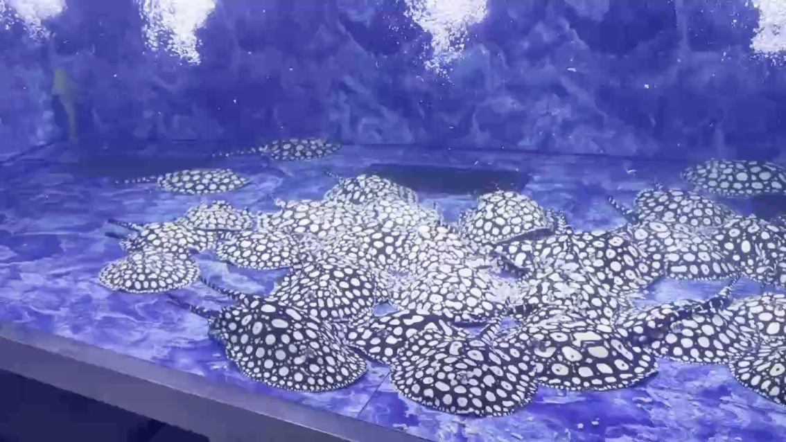 養豬模式