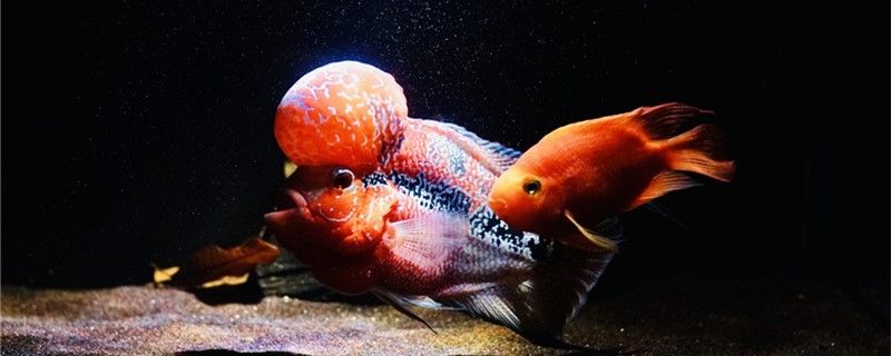 大魚缸為什么不能養(yǎng)小魚大魚缸適合養(yǎng)什么魚