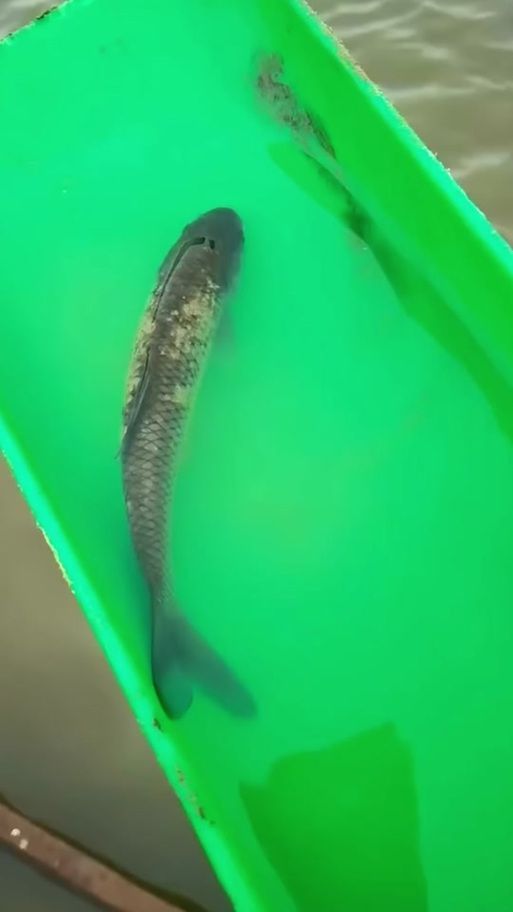 龍魚身上白色的像脫皮圖片
