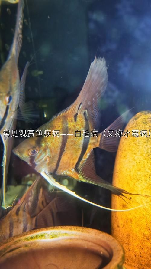 龍魚身上白色的像脫皮圖片
