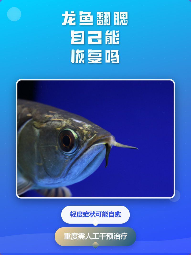 龍魚卷腮能恢復嗎？