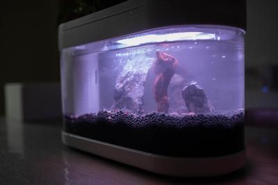 龍魚(yú)什么顏色最好（龍魚(yú)什么顏色最好看）