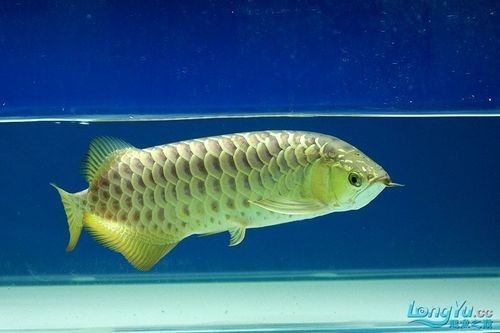 紫金龍魚圖片