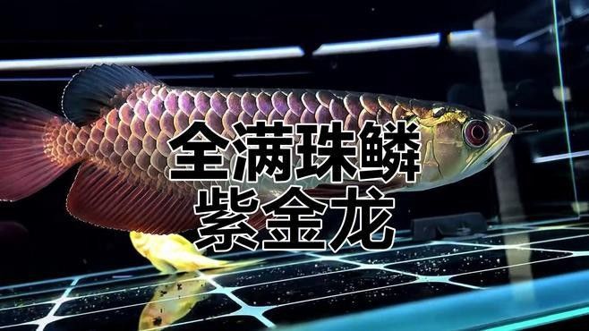 紫金龍魚圖片