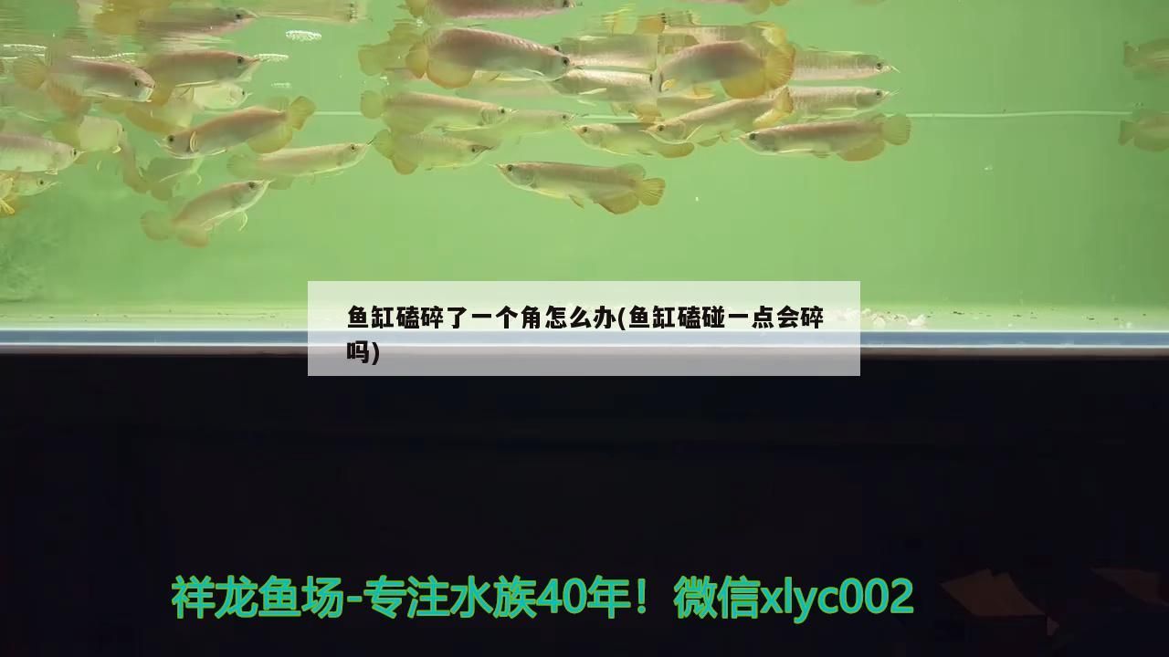 魚缸磕碎了一個角怎么辦(魚缸磕碰一點會碎嗎) 魚缸磕碎了一個角怎么辦(魚缸磕碰一點會碎嗎) 觀賞魚百科