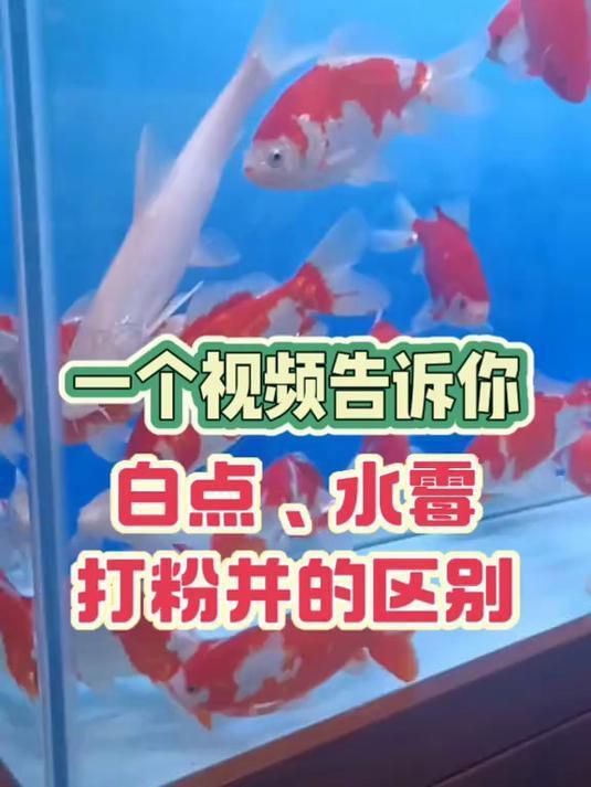 如何區分水霉病和其他魚病？