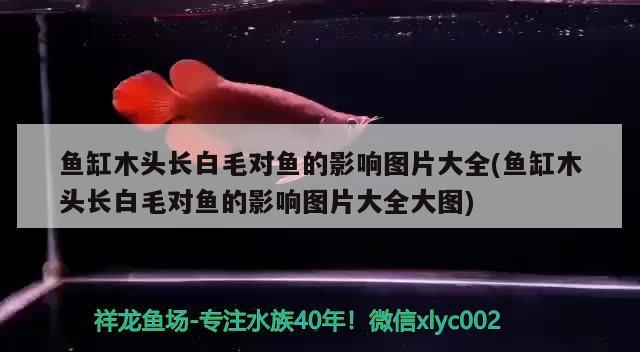魚缸木頭長白毛對魚的影響圖片大全(魚缸木頭長白毛對魚的影響圖片大全大圖)