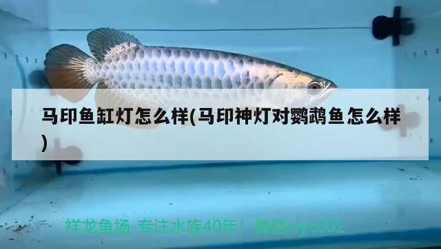 馬印魚缸燈怎么樣(馬印神燈對鸚鵡魚怎么樣)
