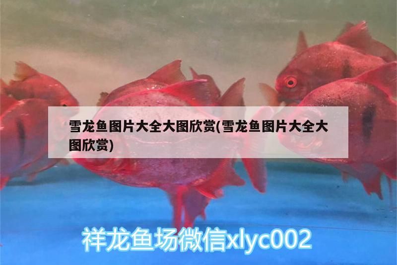 雪龍魚圖片大全大圖欣賞(雪龍魚圖片大全大圖欣賞)