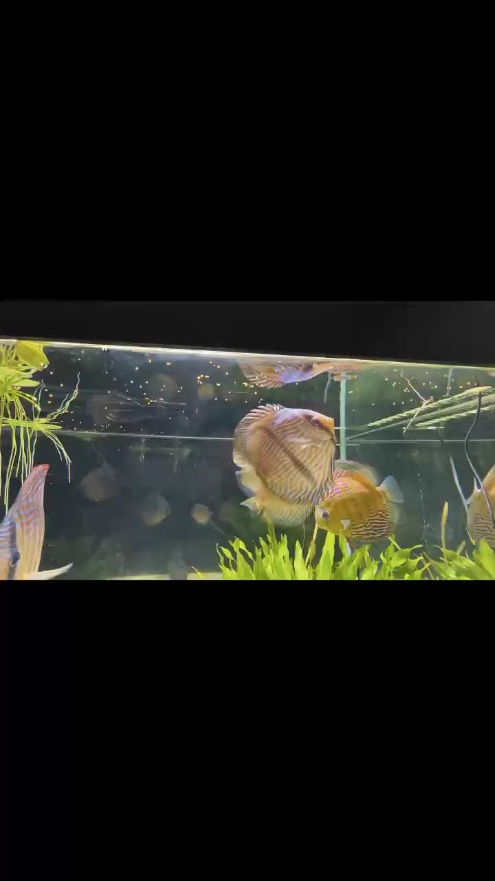 漸漸出狀態了 漸漸出狀態了 龍魚論壇