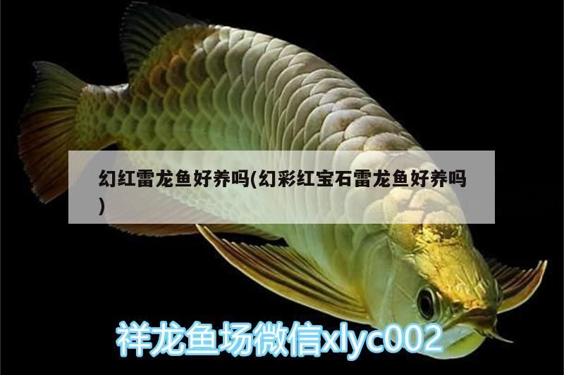 祥龍魚場還有哪些稀有品種？，祥龍魚場的稀有品種 祥龍魚場還有哪些稀有品種？，祥龍魚場的稀有品種 龍魚百科 第1張