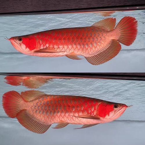 紅龍魚、金龍魚和銀龍魚的價格范圍是多少？