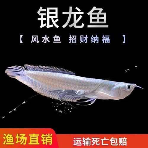 祥龍魚場還有哪些稀有品種？，祥龍魚場的稀有品種 祥龍魚場還有哪些稀有品種？，祥龍魚場的稀有品種 龍魚百科 第2張