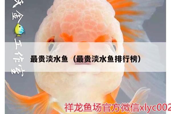 最貴淡水魚（最貴淡水魚排行榜） 最貴淡水魚（最貴淡水魚排行榜） 觀賞魚百科