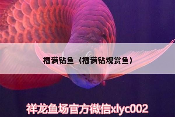 紅龍魚用黃燈烤有用嗎 福滿鉆魚(福滿鉆觀賞魚) 觀賞魚百科 福滿鉆魚(福滿鉆觀賞魚) 福滿鉆魚(福滿鉆觀賞魚) 觀賞魚百科