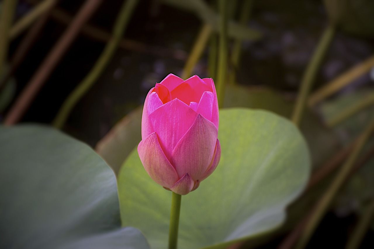 魚缸水葫蘆圖片高清（魚缸水葫蘆怎么養(yǎng)）