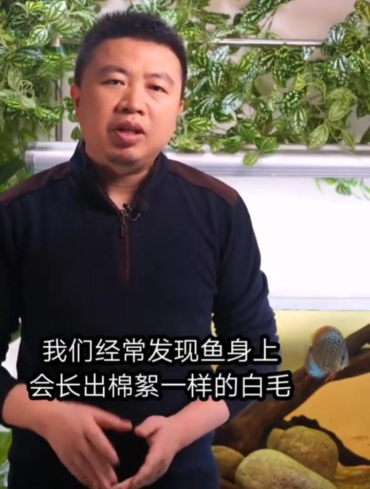 如何預(yù)防魚背白色腐爛？
