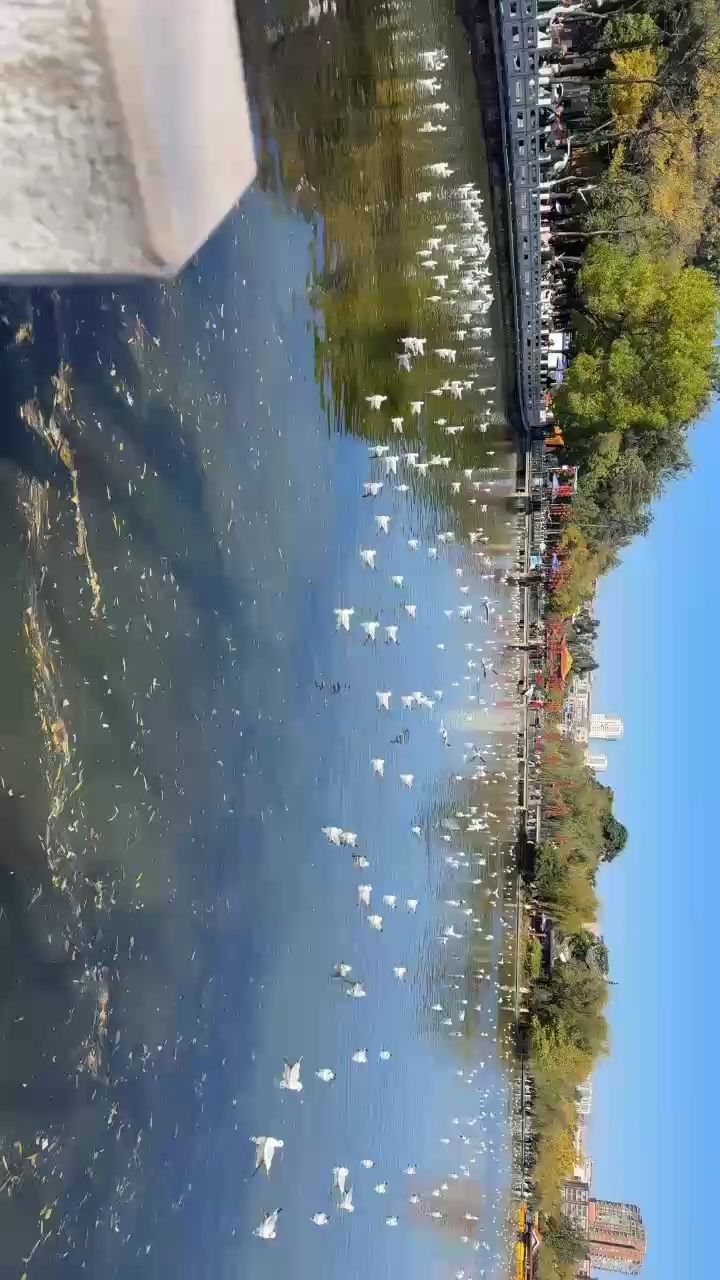 逝去的時光 逝去的時光 龍魚論壇