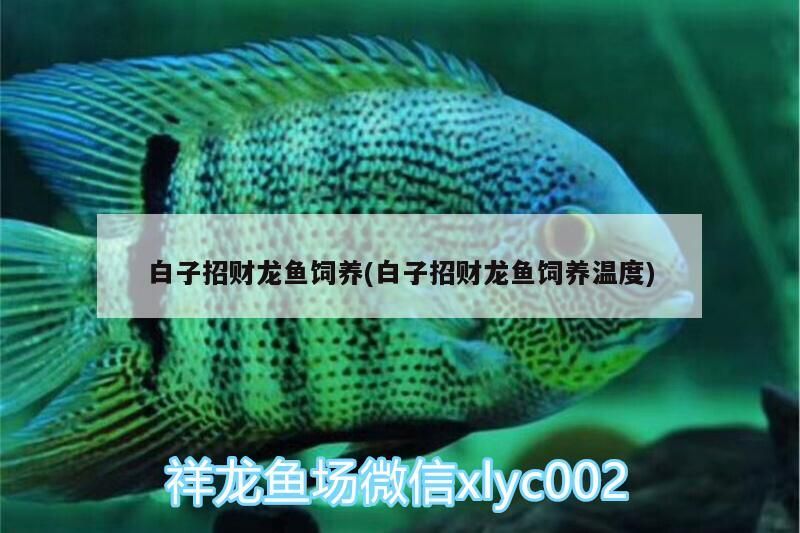 白子招財龍魚飼養(yǎng)(白子招財龍魚飼養(yǎng)溫度)