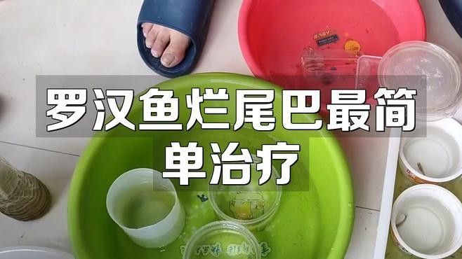 羅漢魚常見病治療方法 羅漢魚常見病治療方法 觀賞魚百科 第2張